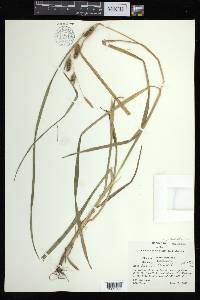 Carex aureolensis image