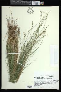 Carex atlantica subsp. capillacea image