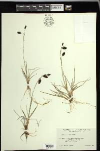 Carex atrofusca image