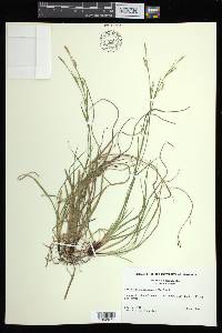 Carex assiniboinensis image