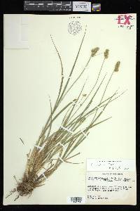 Carex austrina image