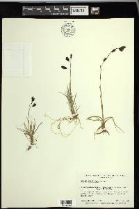 Carex atrofusca image