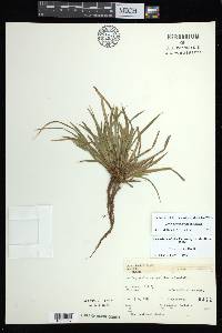 Carex backii image