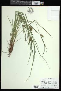 Carex baileyi image