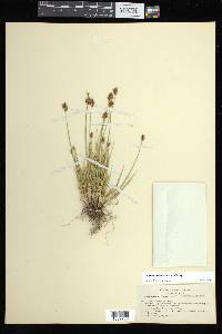 Carex athrostachya image