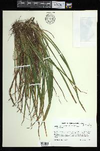 Carex austrocaroliniana image