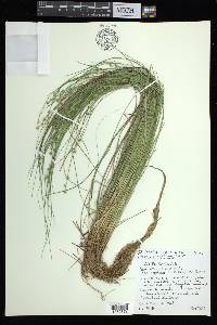 Carex atlantica subsp. capillacea image