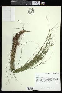 Carex atlantica subsp. capillacea image