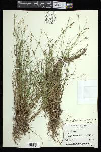 Carex atlantica subsp. capillacea image