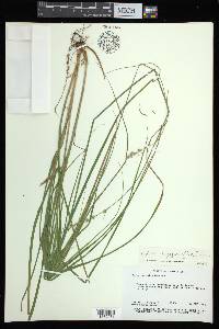 Carex argyrantha image