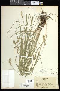 Carex argyrantha image