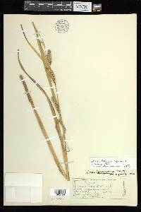 Carex atherodes image