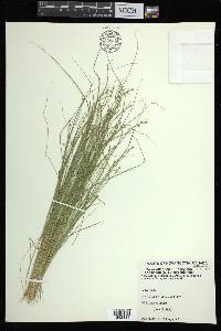 Carex atlantica subsp. capillacea image