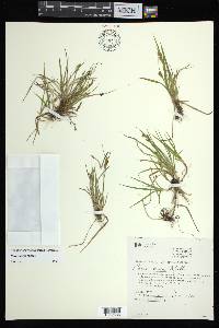 Carex aurea image