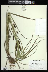 Carex aureolensis image