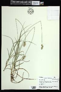 Carex austrina image