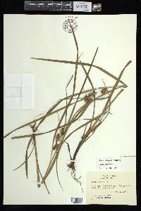 Carex aureolensis image