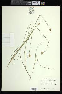 Carex athrostachya image