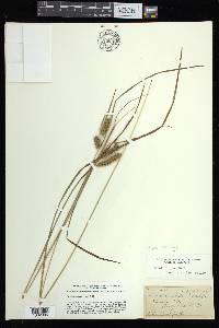 Carex baileyi image