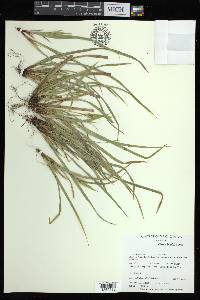 Carex backii image