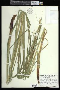 Carex atherodes image