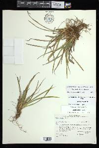 Carex backii image