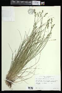 Carex atlantica subsp. atlantica image