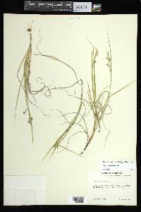 Carex aurea image