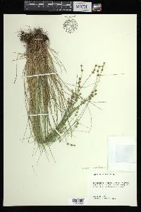 Carex atlantica subsp. capillacea image