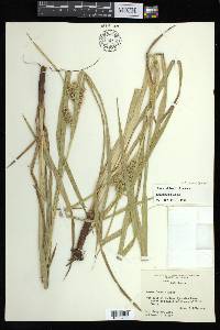 Carex aureolensis image