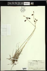 Carex atrofusca image