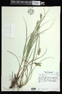 Carex austrina image