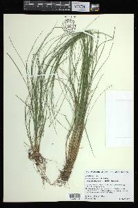 Carex atlantica subsp. capillacea image