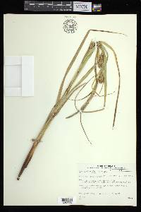 Carex atherodes image