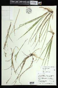 Carex aurea image