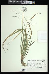 Carex aurea image