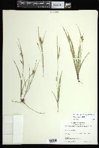 Carex aurea image