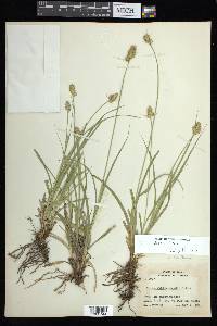 Carex austrina image