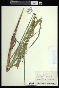 Carex atherodes image