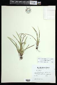 Carex backii image