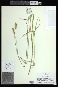 Carex argyrantha image