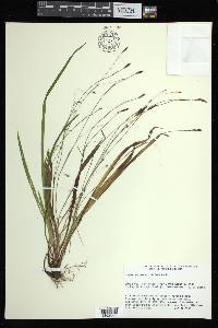 Carex austrocaroliniana image