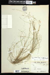 Carex atlantica subsp. capillacea image