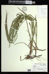 Carex aureolensis image