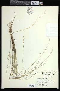 Carex atlantica subsp. capillacea image