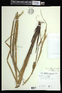 Carex atherodes image