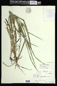 Carex aureolensis image