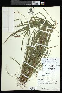 Carex backii image