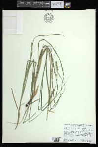 Carex argyrantha image