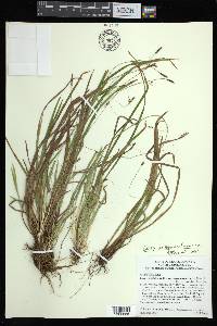 Carex austrocaroliniana image